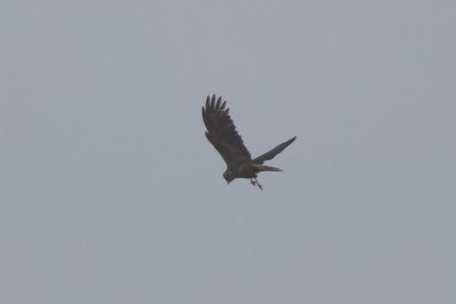 Western Marsh Harrier
