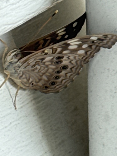 Hackberry Emperor