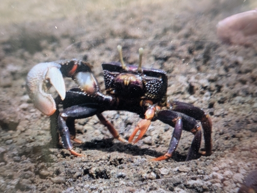 West African Fiddler Crab