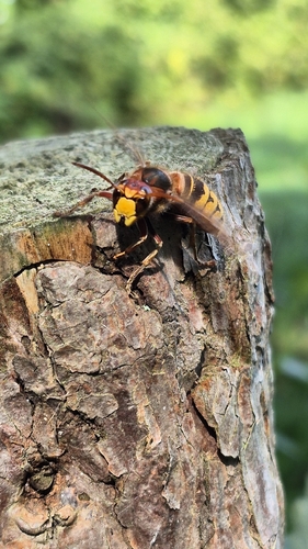 European Hornet