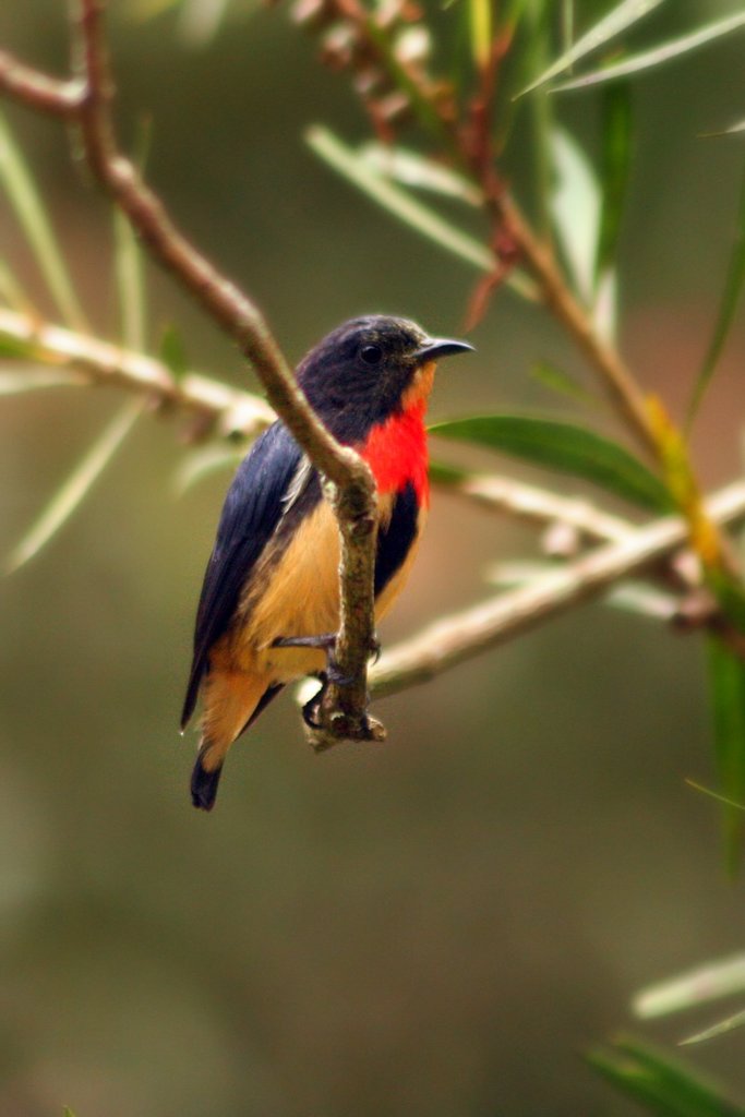 Javan Flowerpecker photo