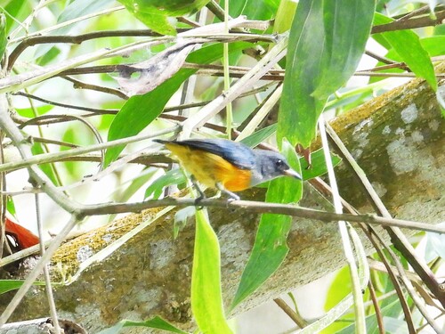 Orange-bellied Flowerpecker