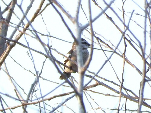 Pied Triller
