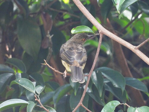 Asian Red-eyed Bulbul