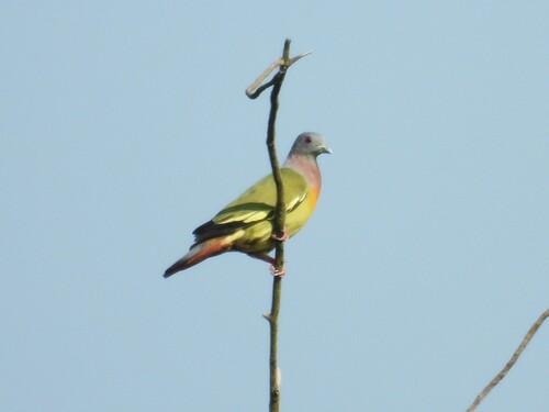 Pink-necked Green-Pigeon