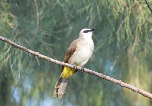 Yellow-vented Bulbul