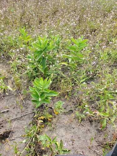 common milkweed