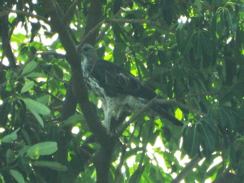 Changeable Hawk-Eagle