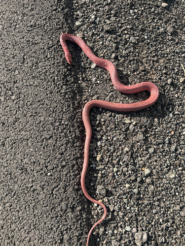 Common Coachwhip