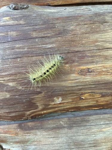 Hackberry Dagger