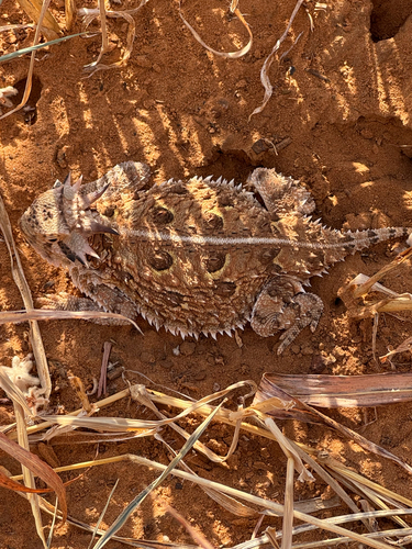 Texas Horned Lizard observed by laura593