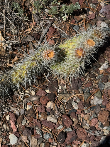 Plains Pricklypear