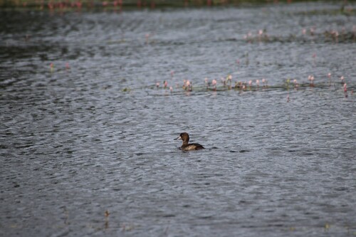 Tufted Duck