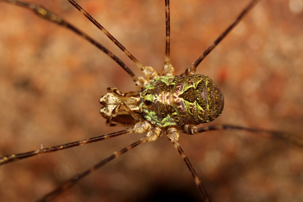 Harvestman, Order Opiliones Stock Photo - Alamy