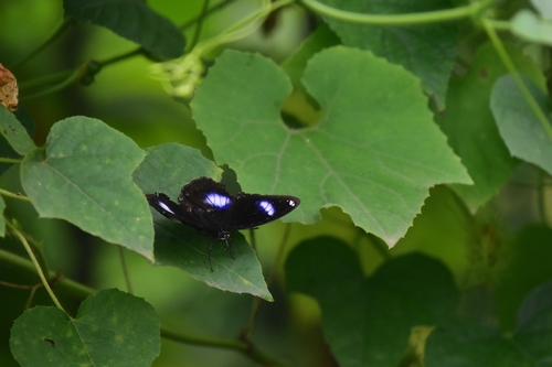 Great Eggfly
