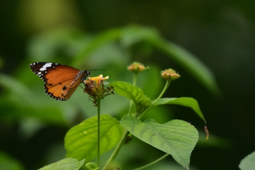 Plain Tiger Butterfly