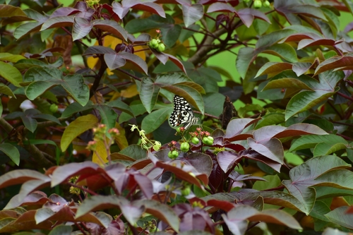 Lime Swallowtail