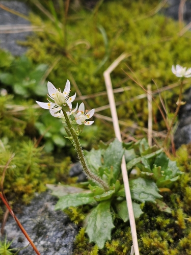 Hairy Kidney-wort