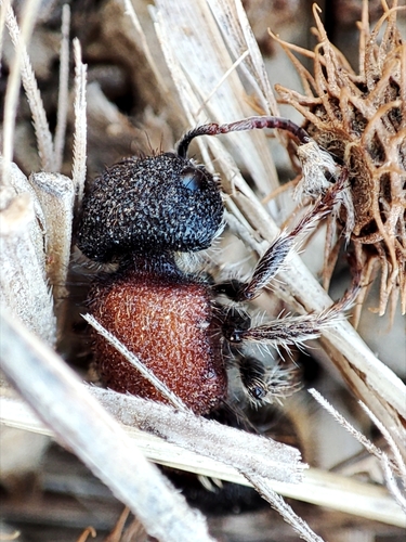Tropidotilla litoralis