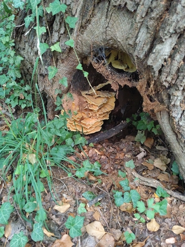 chicken of the woods