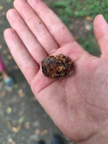Knopper Gall Wasp