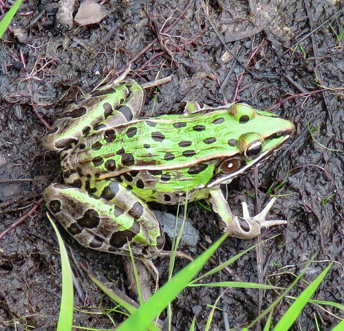 Southern Leopard Frog observed by allen_barlow