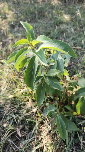 American persimmon