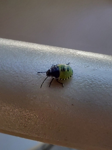 Green Shield Bug