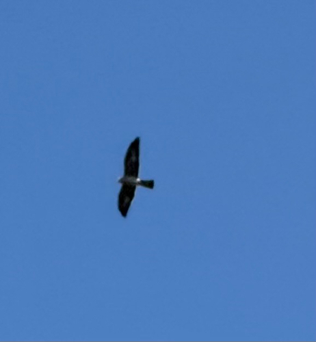Mississippi Kite observed by aarondruery