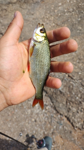 Common Rudd