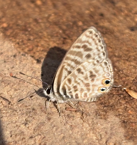 Common Zebra Blue Complex