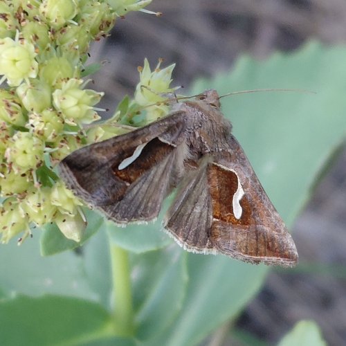 Dewick's Plusia