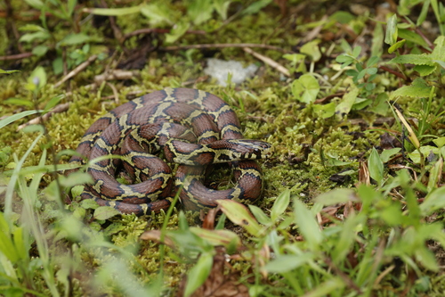Bella Rat Snake