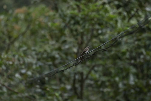 Dark-sided Flycatcher