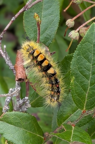 Rusty Tussock Moth