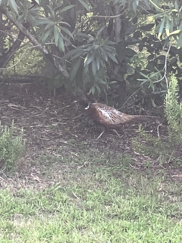 Ring-necked Pheasant observed by lorenzobertola