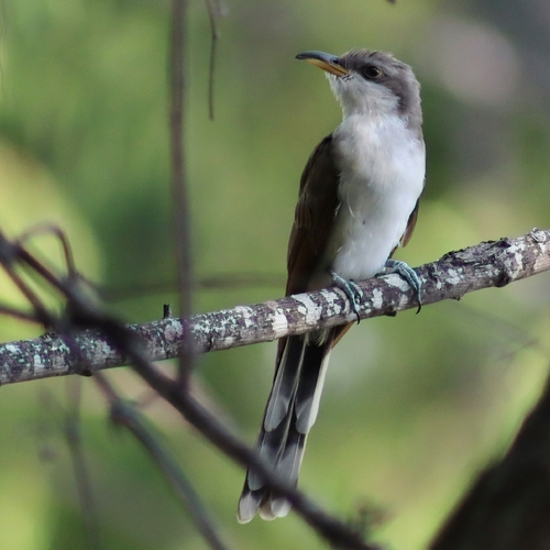 Yellow-billed Cuckoo observed by matt69787