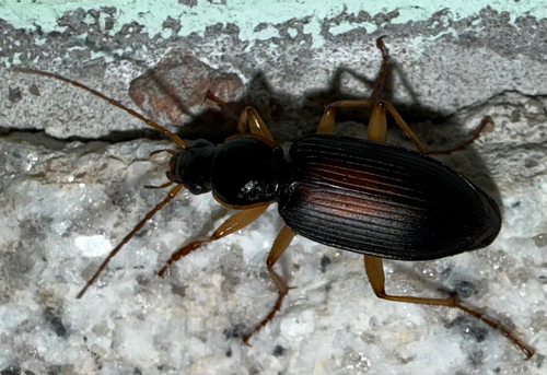Dolichus halensis