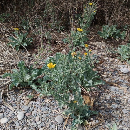 Yellow Horned Poppy