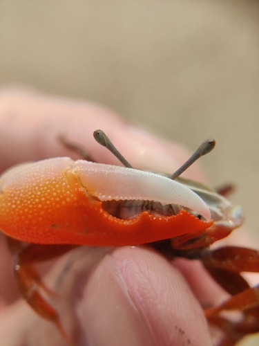 Calling Fiddler Crab