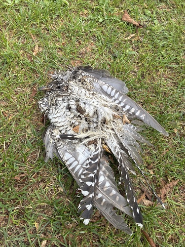 Common Cuckoo