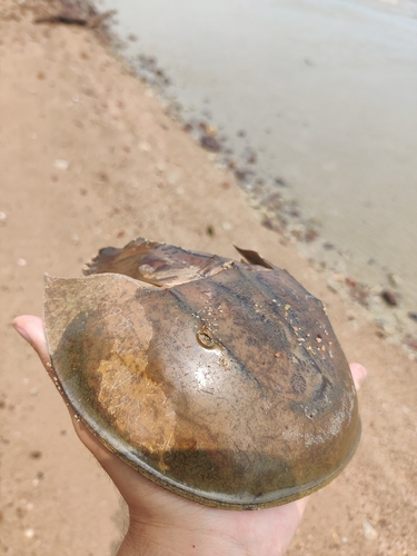 Indo-Pacific Horseshoe Crab