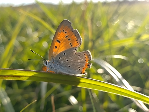 Large Copper