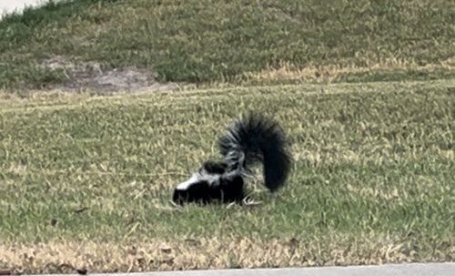 Striped Skunk observed by bret7