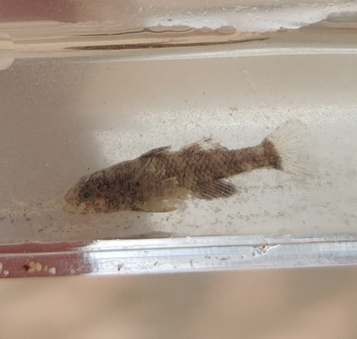 Crested Gudgeon