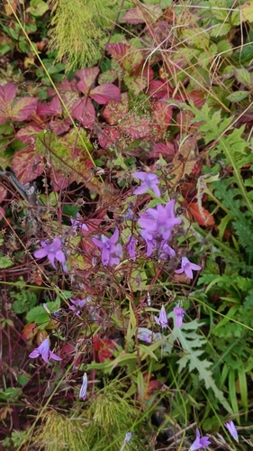 Spreading Bellflower