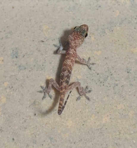 Mediterranean House Gecko