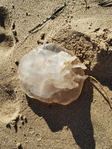 Barrel Jelly