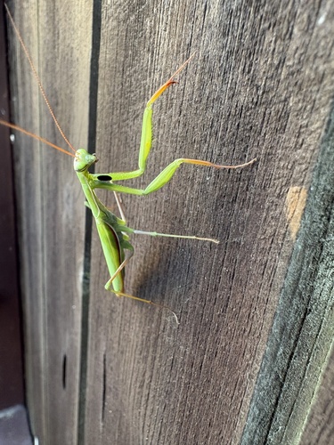 European Mantis
