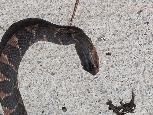 Banded Watersnake observed by blake53448